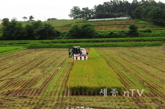 15일 고덕면 이동희씨 농가에서 진행된 첫 벼 수확작업 모습