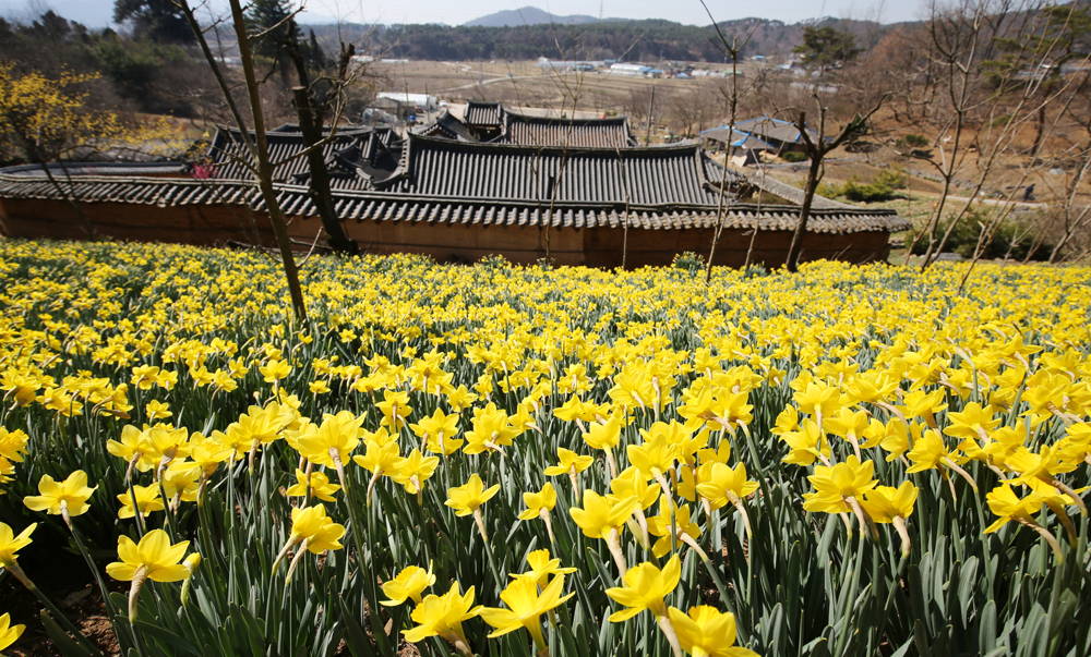 친환경 트레킹 코스인 ‘서산 아라메길’의 출발점인 운산면 여미리 유기방 가옥(충남도 민속문화재 제23호)에 노란색 수선화가 활짝 펴 장관을 연출하며 관광객들의 발길을 사로잡고 있다.