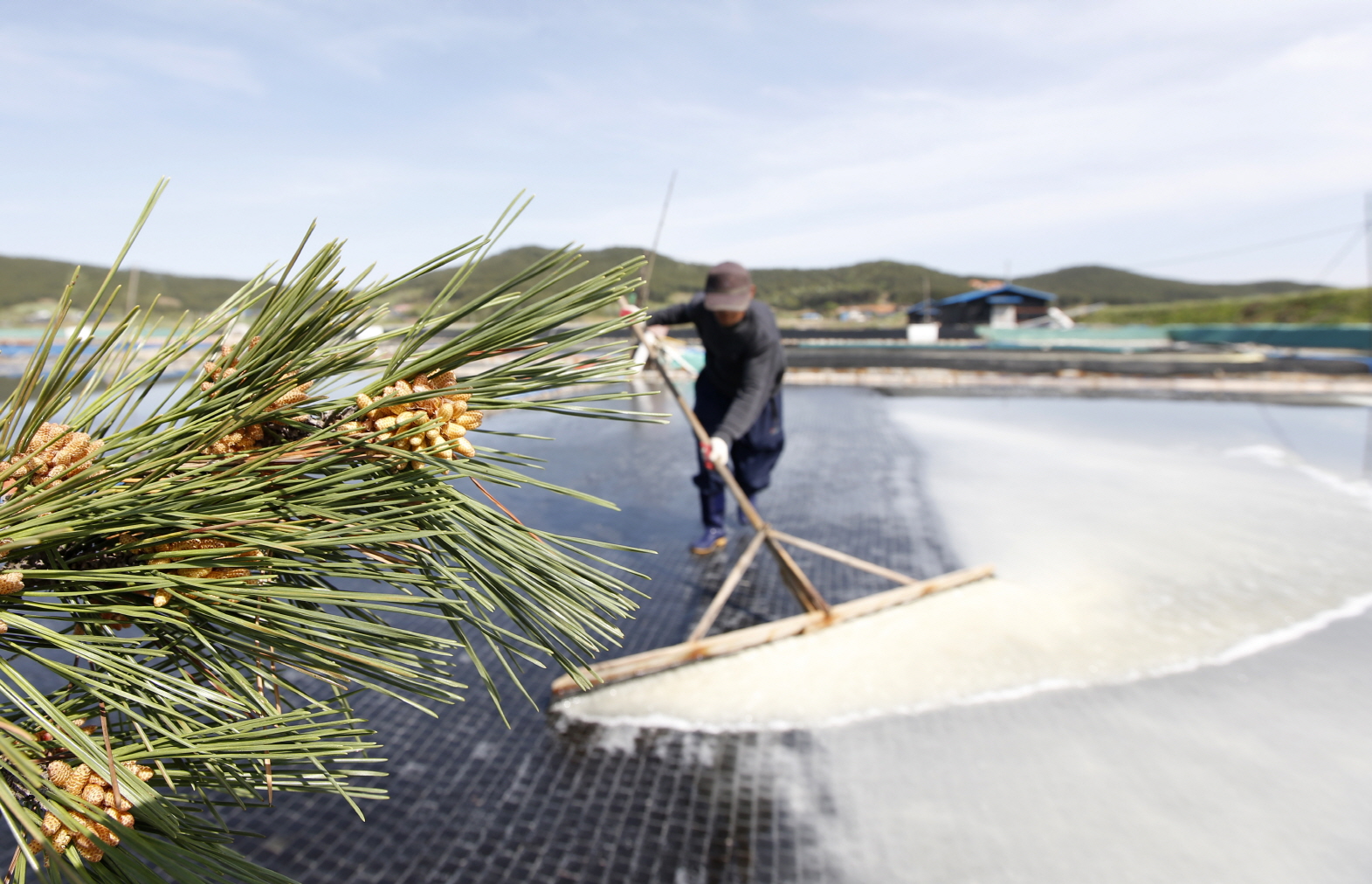  ▲이달 들어 태안반도 곳곳의 천일염전에 송홧가루가 날려 와 쌓이면서 지역 특산품인 명품 송화소금이 본격적인 생산에 들어갔다. 사진은 근흥면 마금리의 한 염전에 송홧가루가 쌓인 모습.