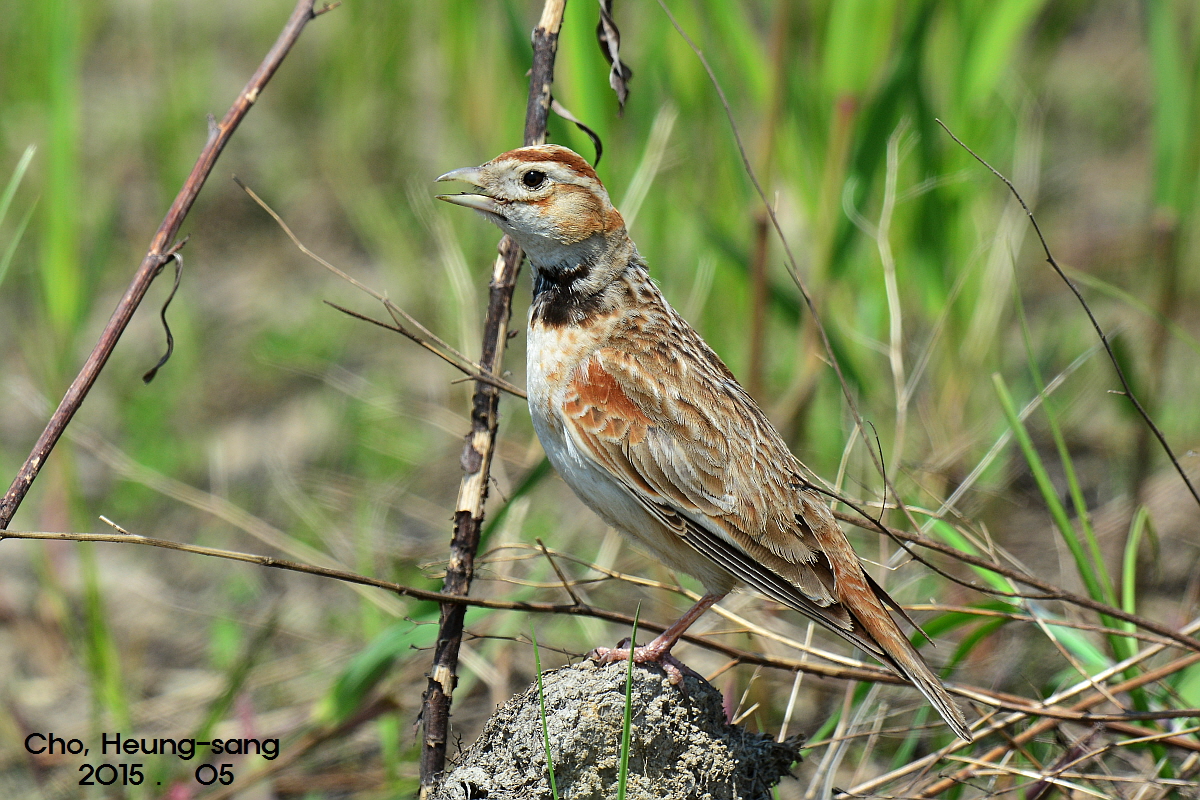 천수만 간척농지에서 카메라에 잡힌 큰흰날개종다리(사진출처 : 조흥상 서산버드랜드 생태해설사)