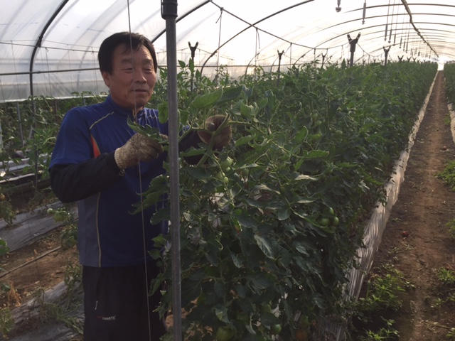 토마토를 재배하는 서청용 이장