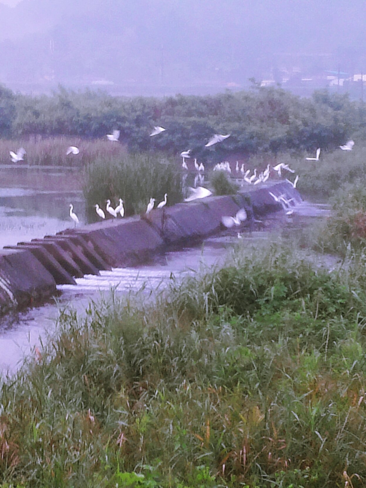 오랜 가뭄 끝 단비가 내린 청양 고향의 강