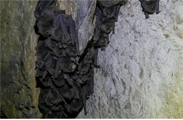 연구대상종인 박쥐의 모습