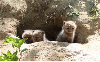 2019년 출생 여우 새끼들