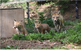여우 가족