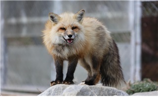 시설 내 여우