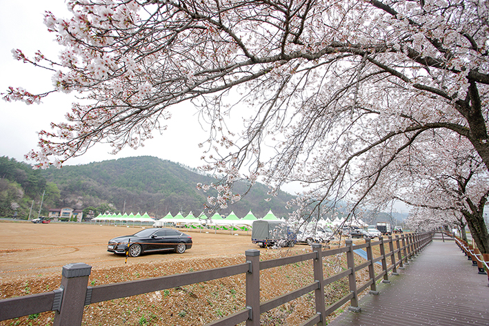 벚꽃축제 특설무대